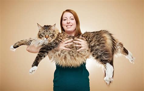 largest housecat in the world